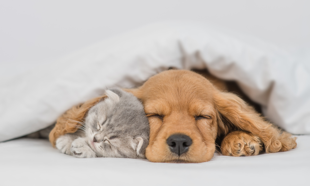 Dog and kitten sleeping under a blanket