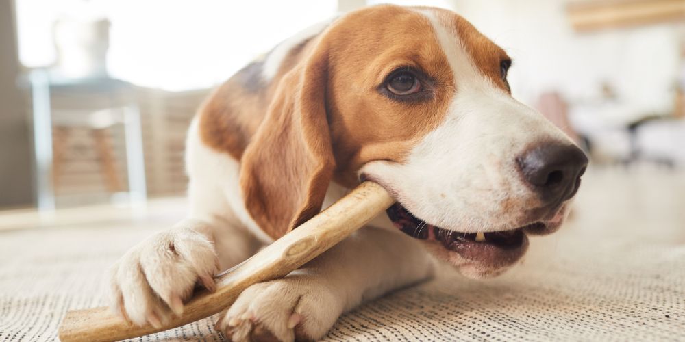 Exclusive Online Reservations for Signature Events — Reserve Your Experience at Barks & Brew.