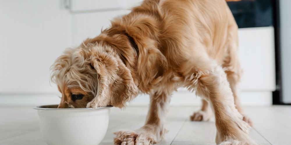How Sharing a Meal Elevates the Profound Bond Between You and Your Pet.