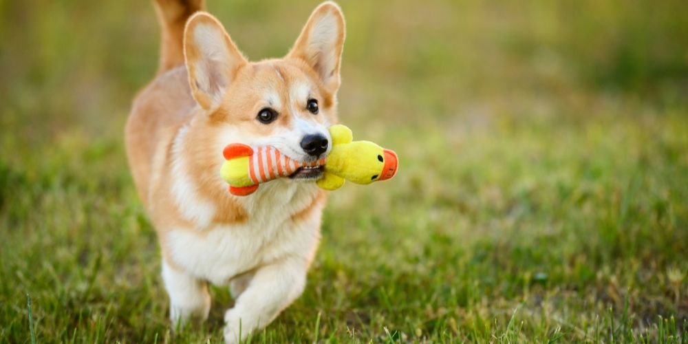 Discover How Shared Dining Deepens the Elegant Bond Between You and Your Pet.