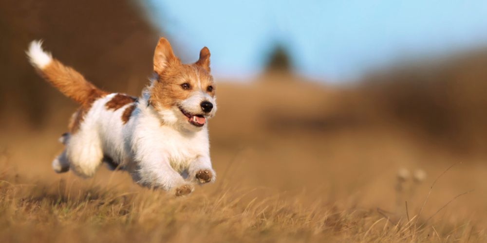 Elegant Pet Insights, Heartfelt Stories, and Expert Guidance for the Modern Companion.
